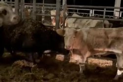 Cow escapes slaughter, joins flock of sheep in Germany