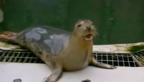 Seal Galumphs Into New Zealand Bar And Hides In The Strangest Place