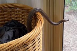 Venomous snake found hiding inside family’s laundry basket