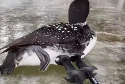 Ice skater comes to the rescue of loon stranded on Maine pond